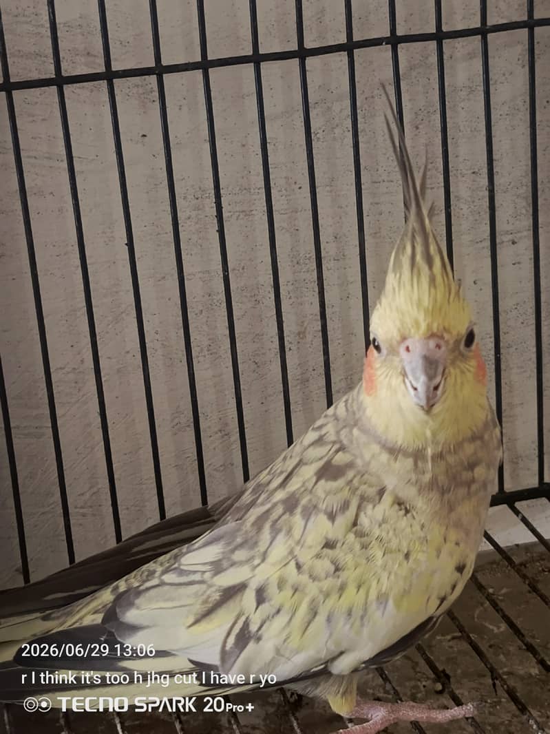 breeder pair 6