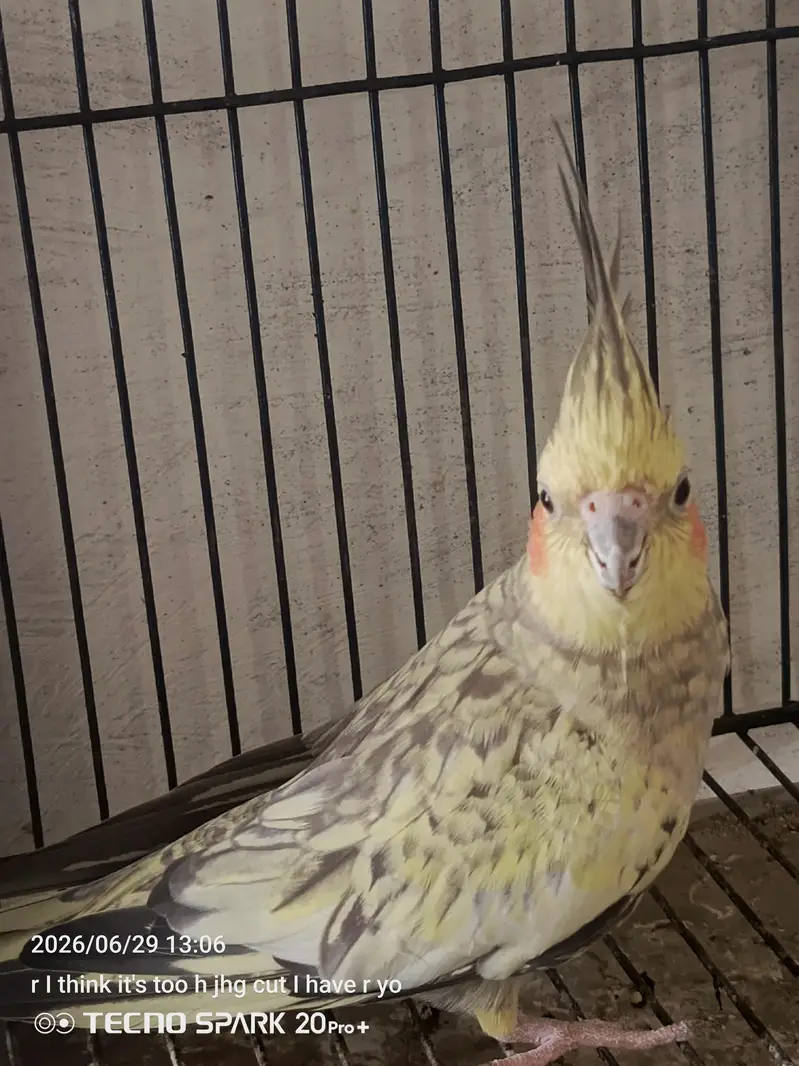 breeder pair — photo 7