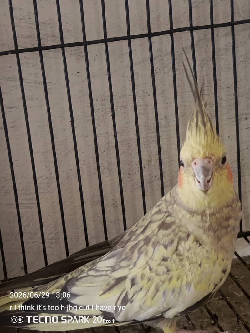 breeder pair 7