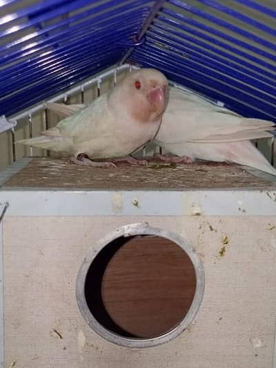 Albino Red Eyes Fresh Breader Pair With Cage