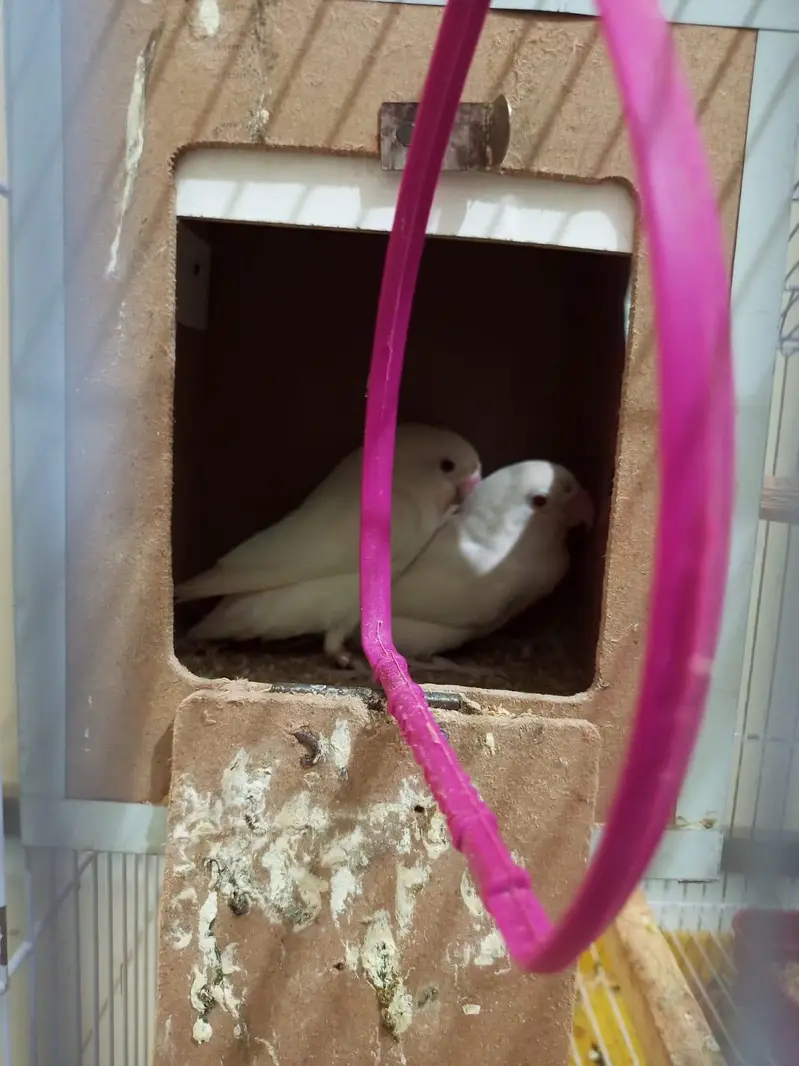 Albino Red Eyes Fresh Breader Pair With Cage — photo 2