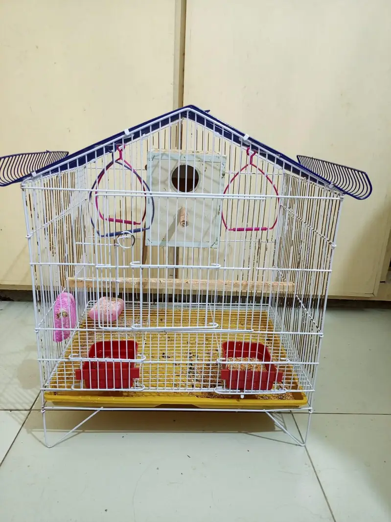 Albino Red Eyes Fresh Breader Pair With Cage — photo 3