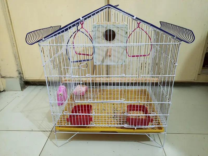 Albino Red Eyes Fresh Breader Pair With Cage — photo 4