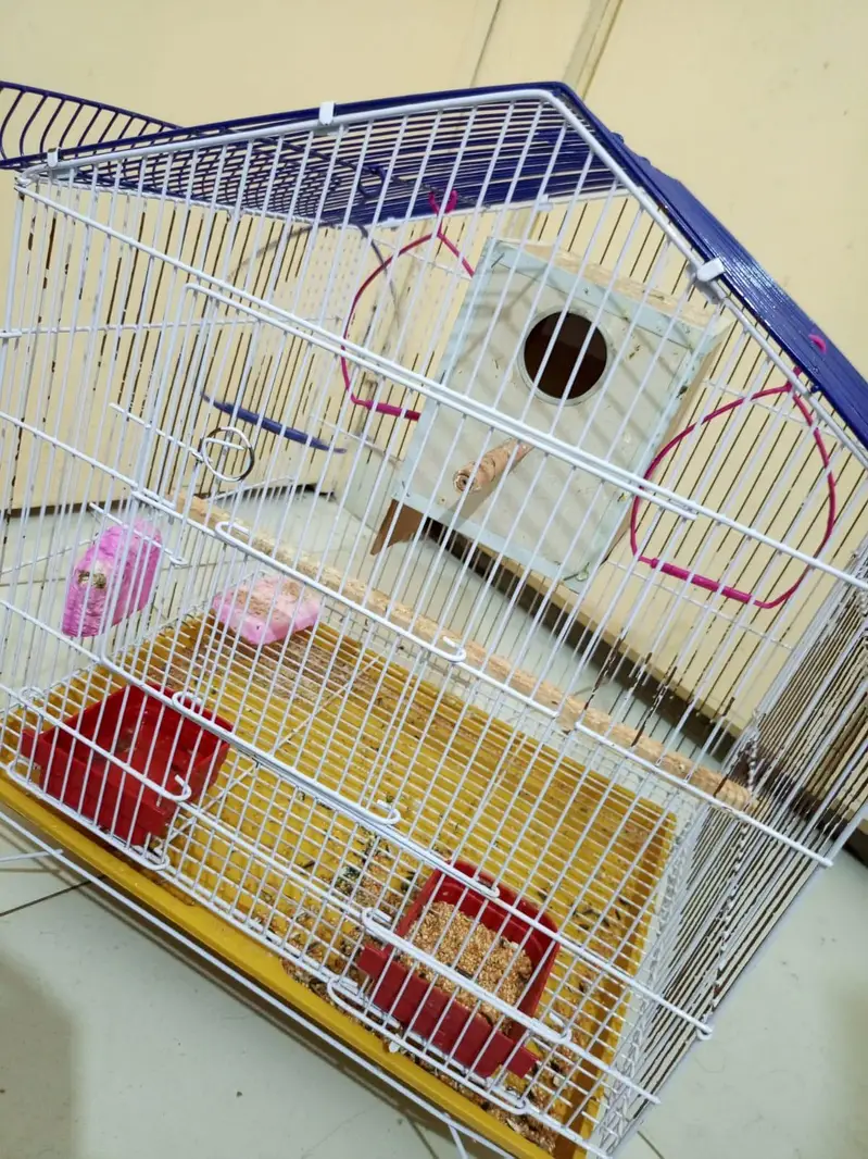 Albino Red Eyes Fresh Breader Pair With Cage — photo 5