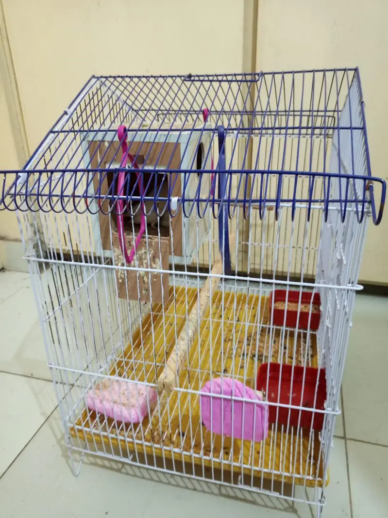 Albino Red Eyes Fresh Breader Pair With Cage — photo 6