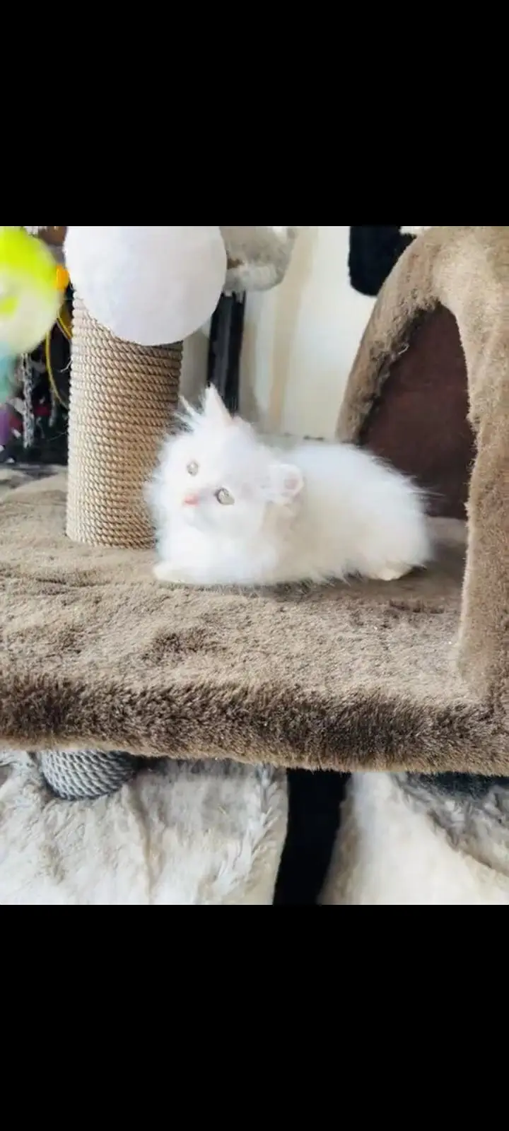 persian cat for sale — photo 3