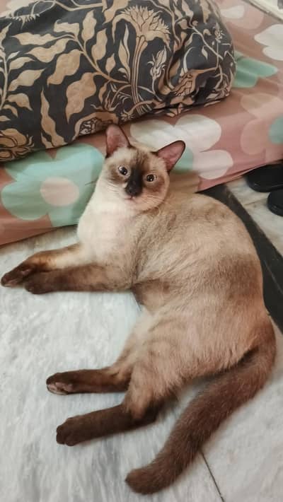 pure Thailand Siamese