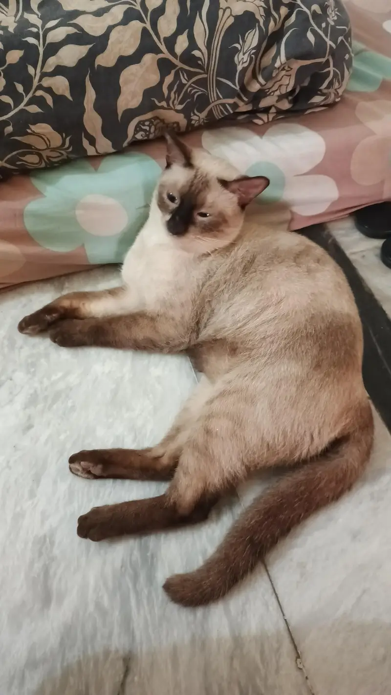 pure Thailand Siamese — photo 2