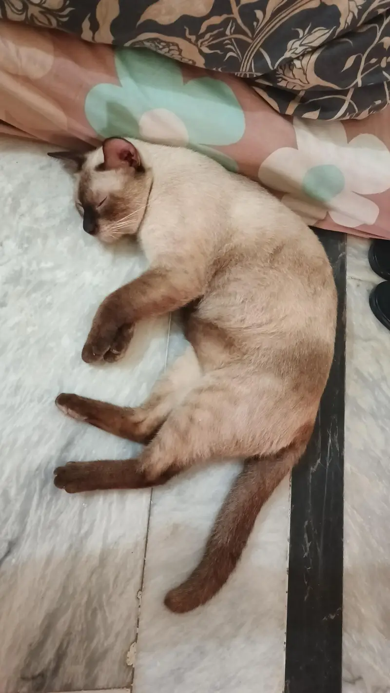 pure Thailand Siamese — photo 3