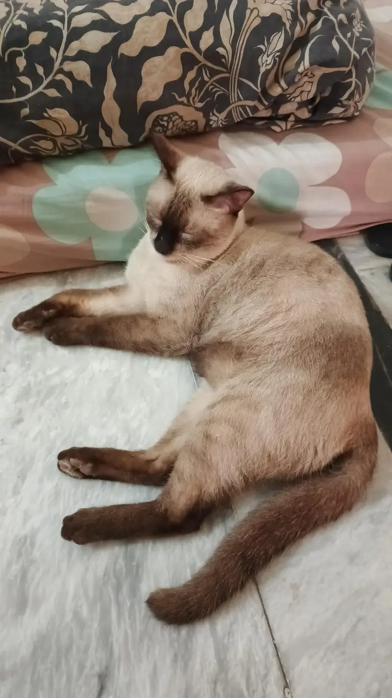 pure Thailand Siamese — photo 4