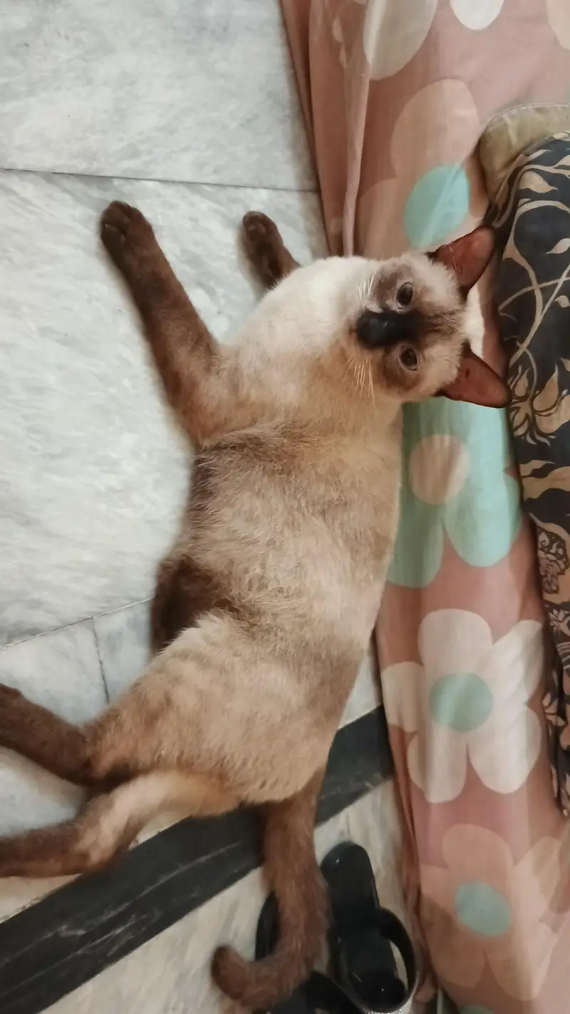 pure Thailand Siamese — photo 5