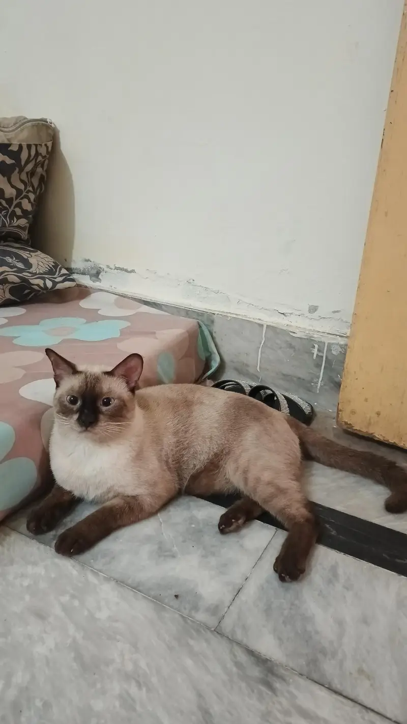 pure Thailand Siamese — photo 6