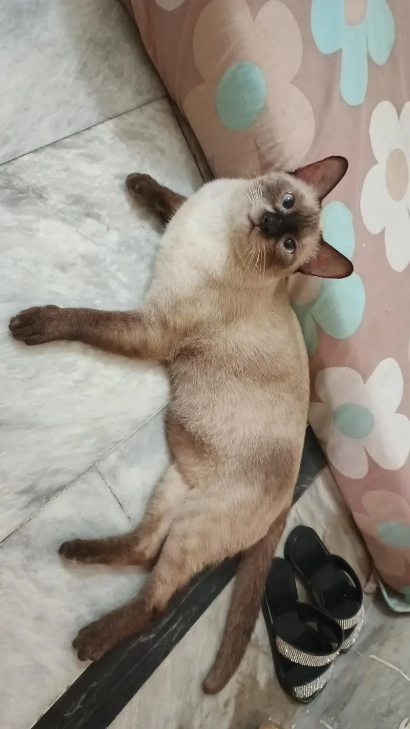 pure Thailand Siamese — photo 7