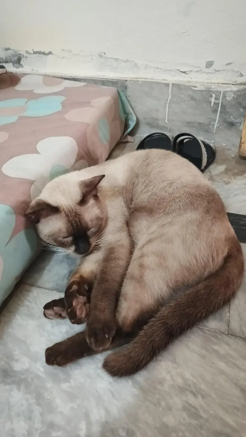 pure Thailand Siamese — photo 8