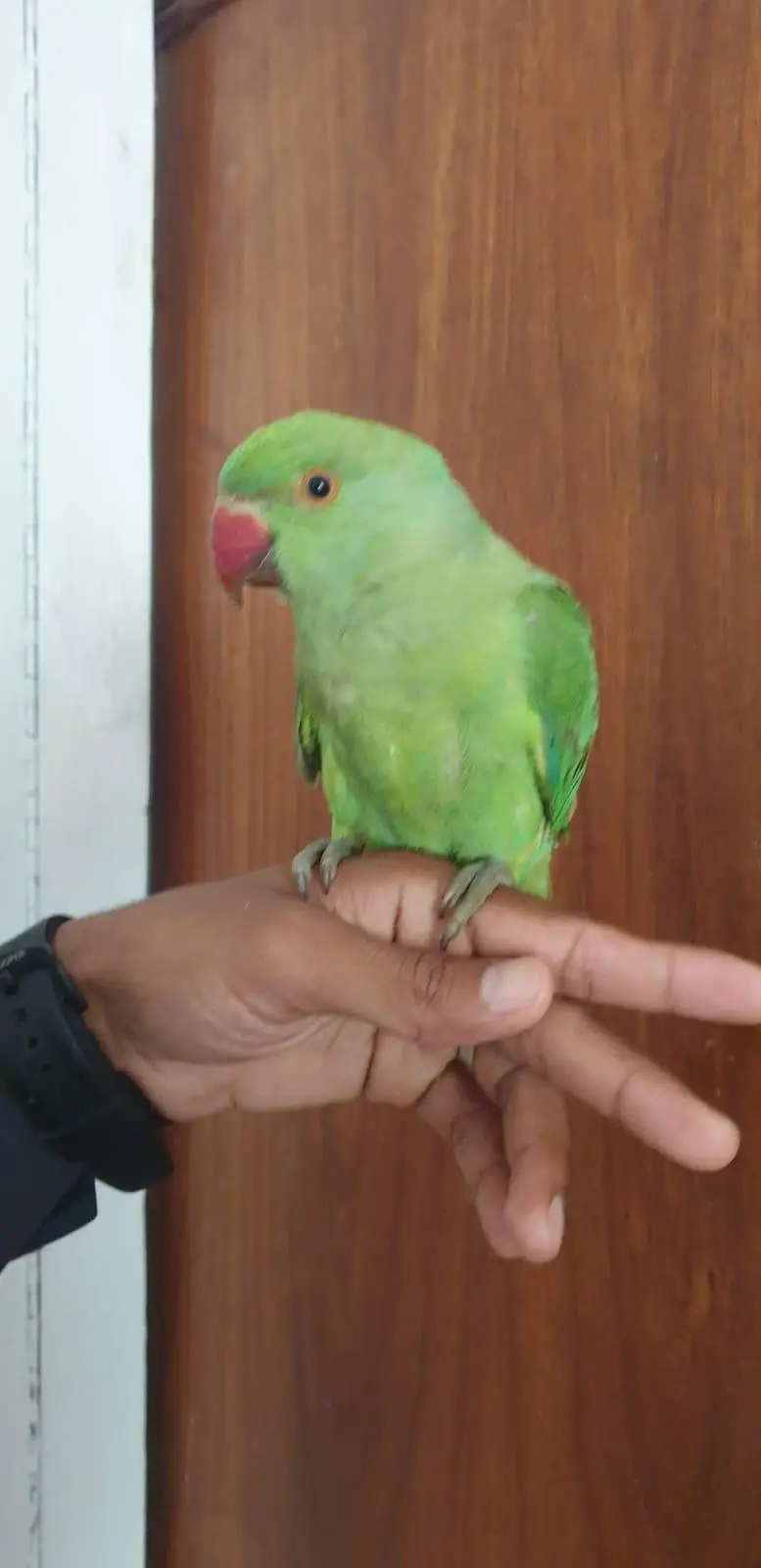 Green Parrot Chicks — photo 3