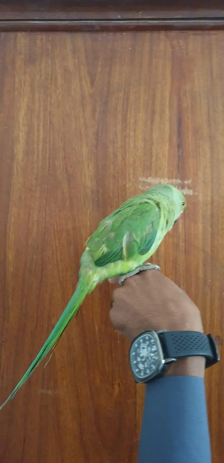 Green Parrot Chicks — photo 4