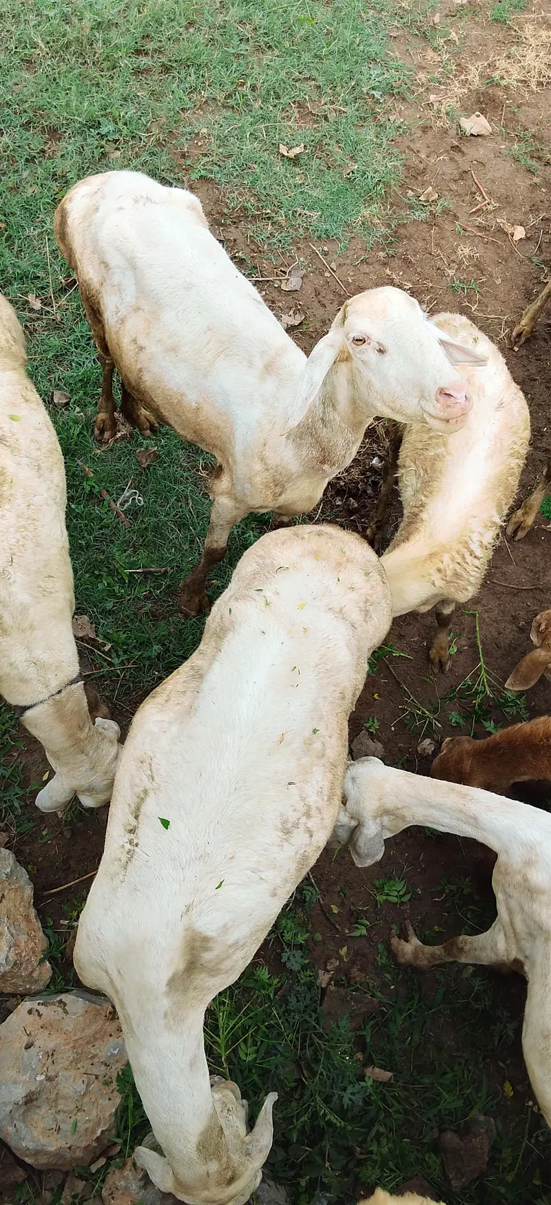 Sheep for sale