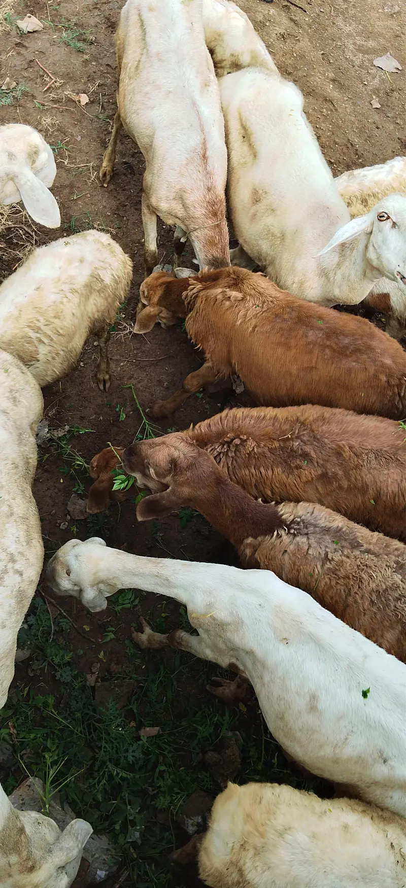 Sheep for sale — photo 2