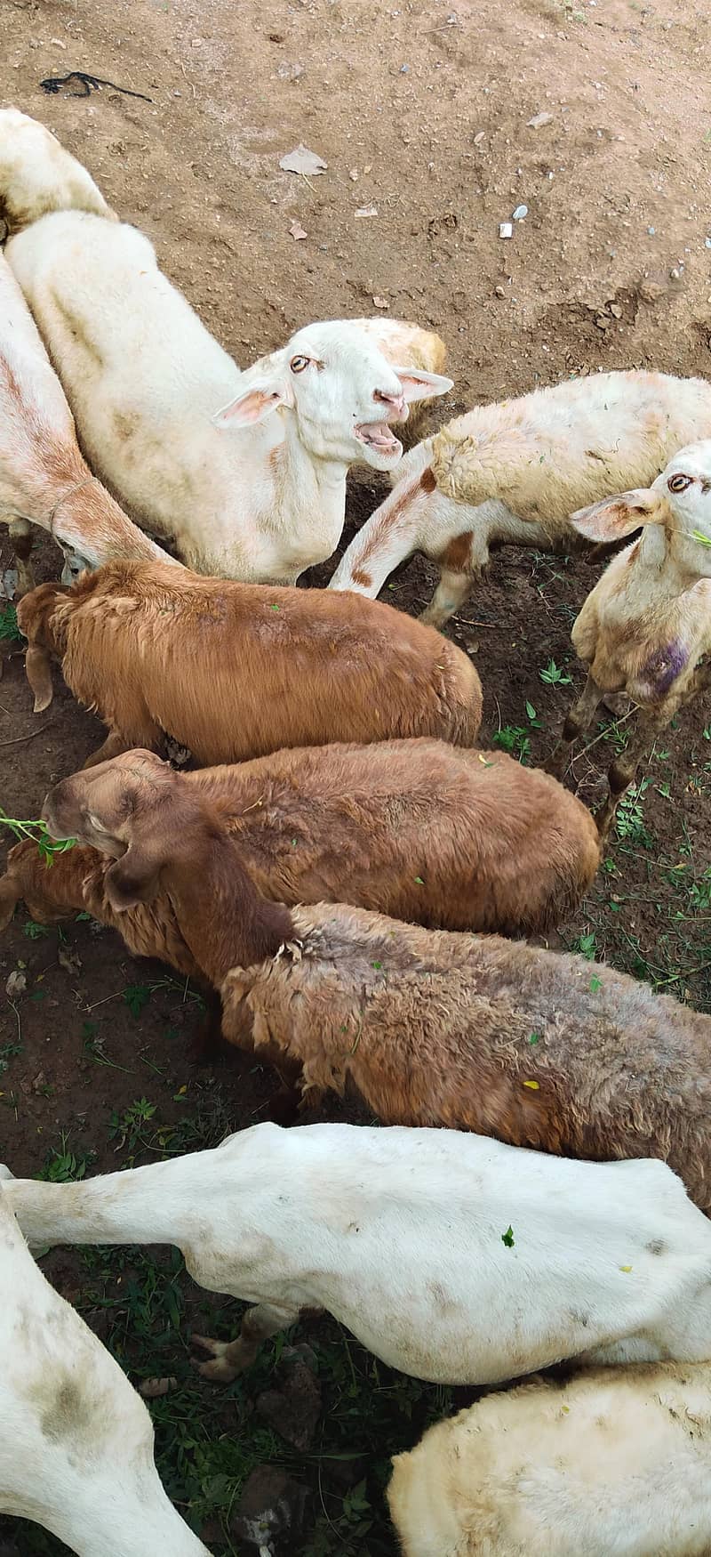 Sheep for sale 2