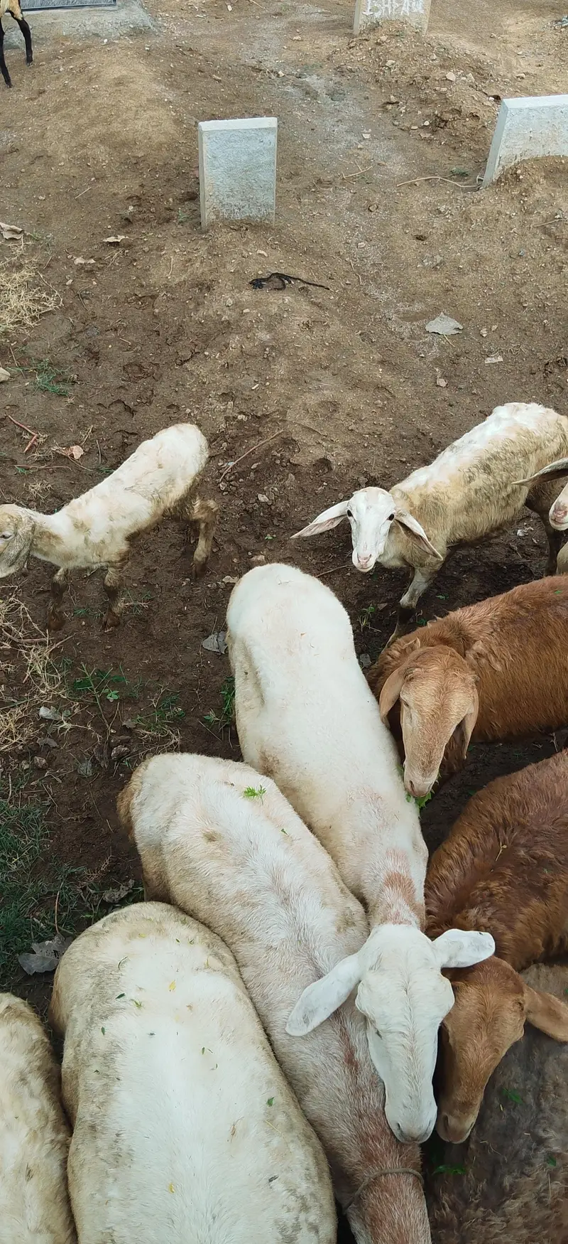 Sheep for sale — photo 4