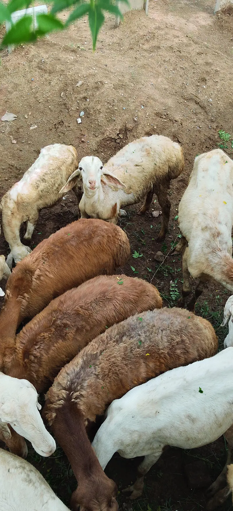 Sheep for sale — photo 5