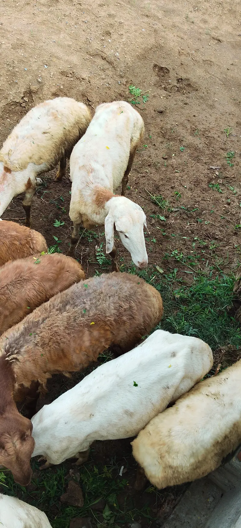 Sheep for sale — photo 6