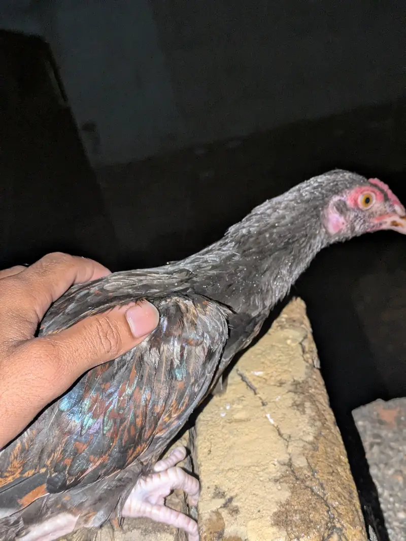 aseal patha — photo 3