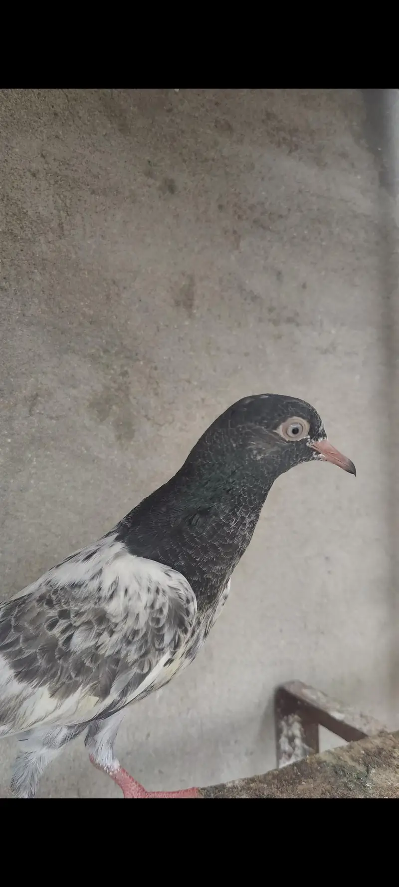 Royal teddy breeder bachy — photo 2