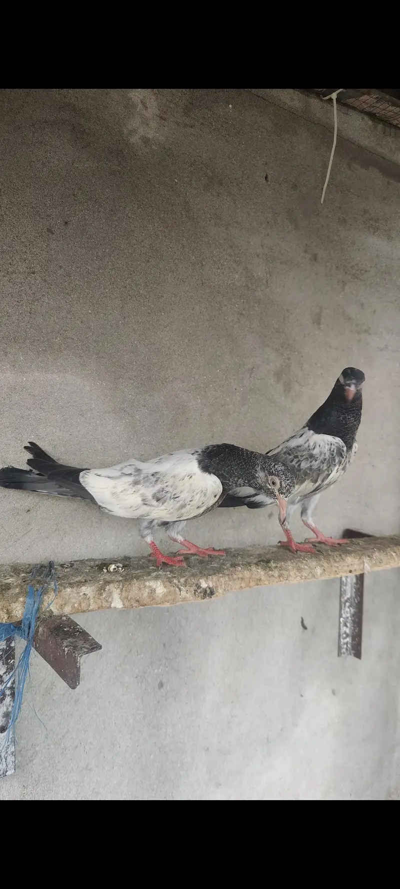 Royal teddy breeder bachy — photo 6