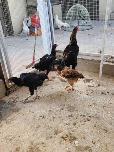 Complete Aseel Setup for Sale | 4 Murghay 7 Murgiyan