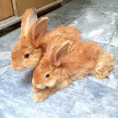 American Golden Palomino pair available