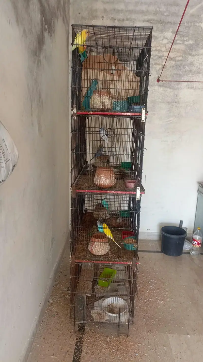 parrot cage for sale 4 portion 8 khana 0347/42/14/594 bhot acha cage h — photo 4
