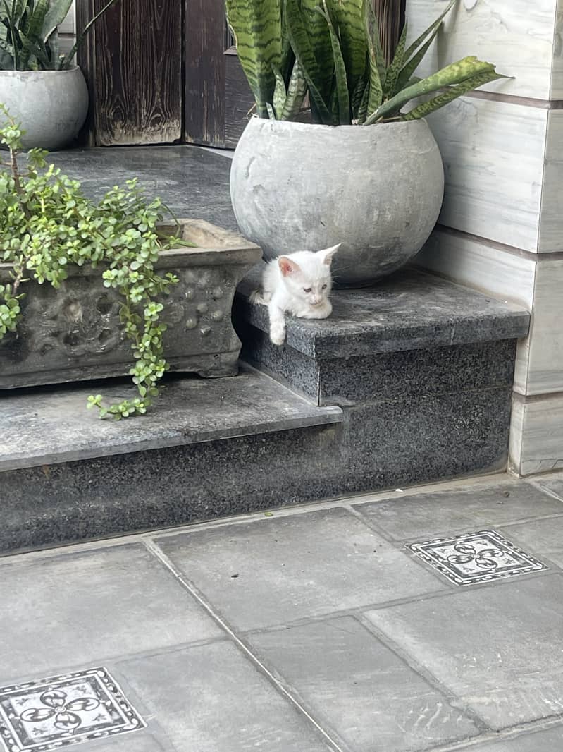 Kittens 0