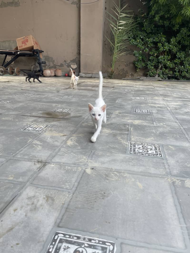Kittens 1