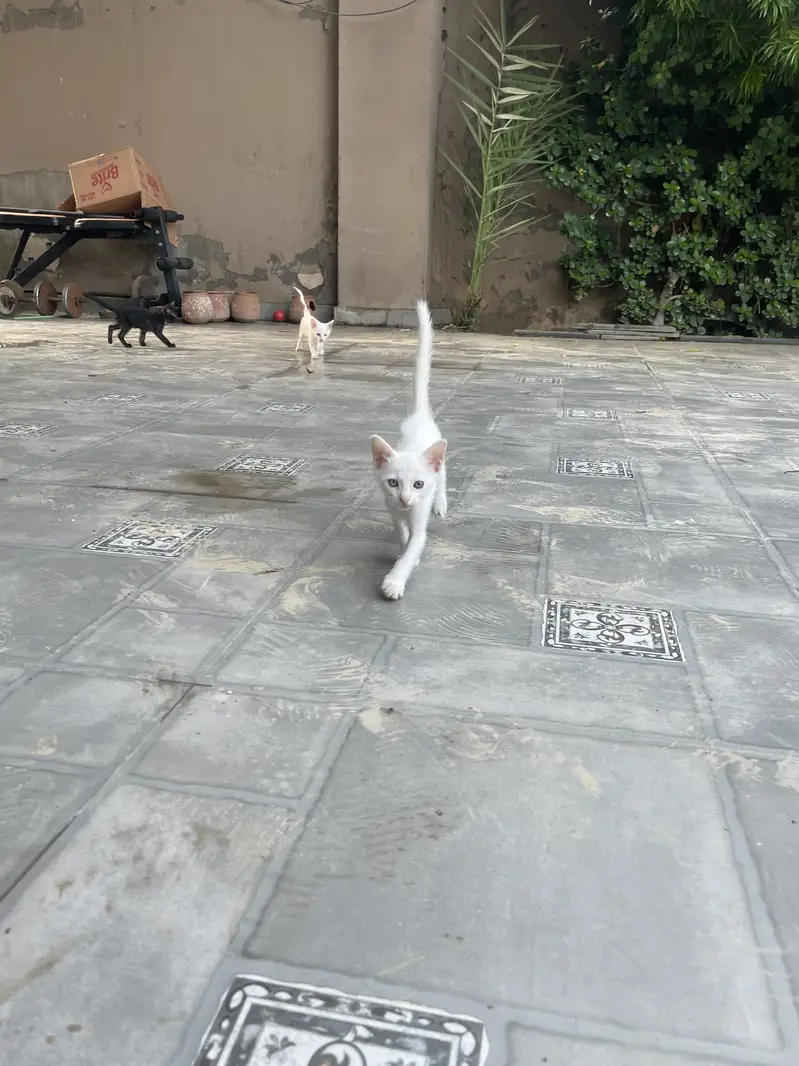 Kittens — photo 2