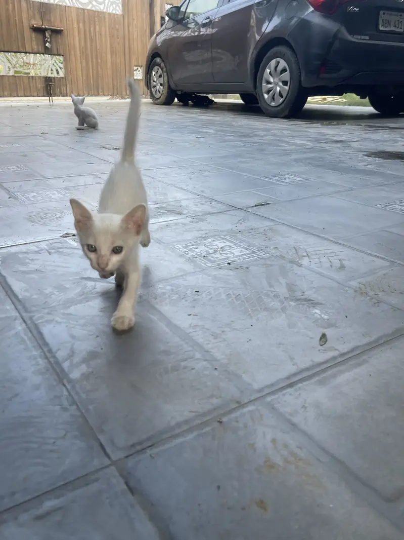 Kittens — photo 3