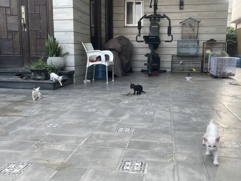 Kittens — photo 4