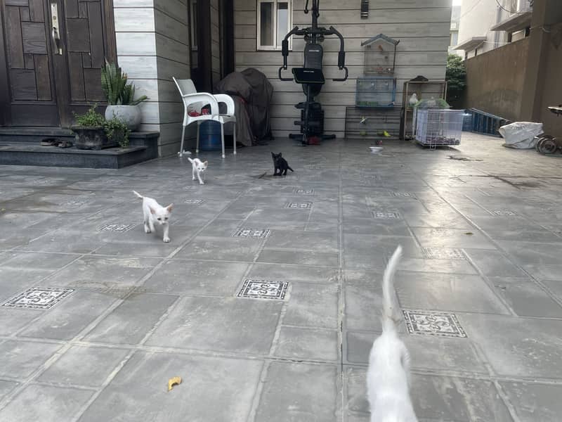 Kittens 4