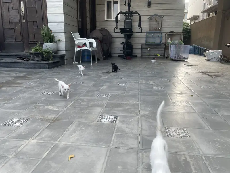 Kittens — photo 5