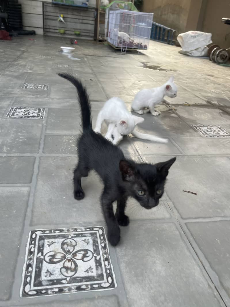 Kittens 5