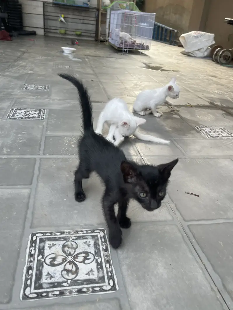 Kittens — photo 6