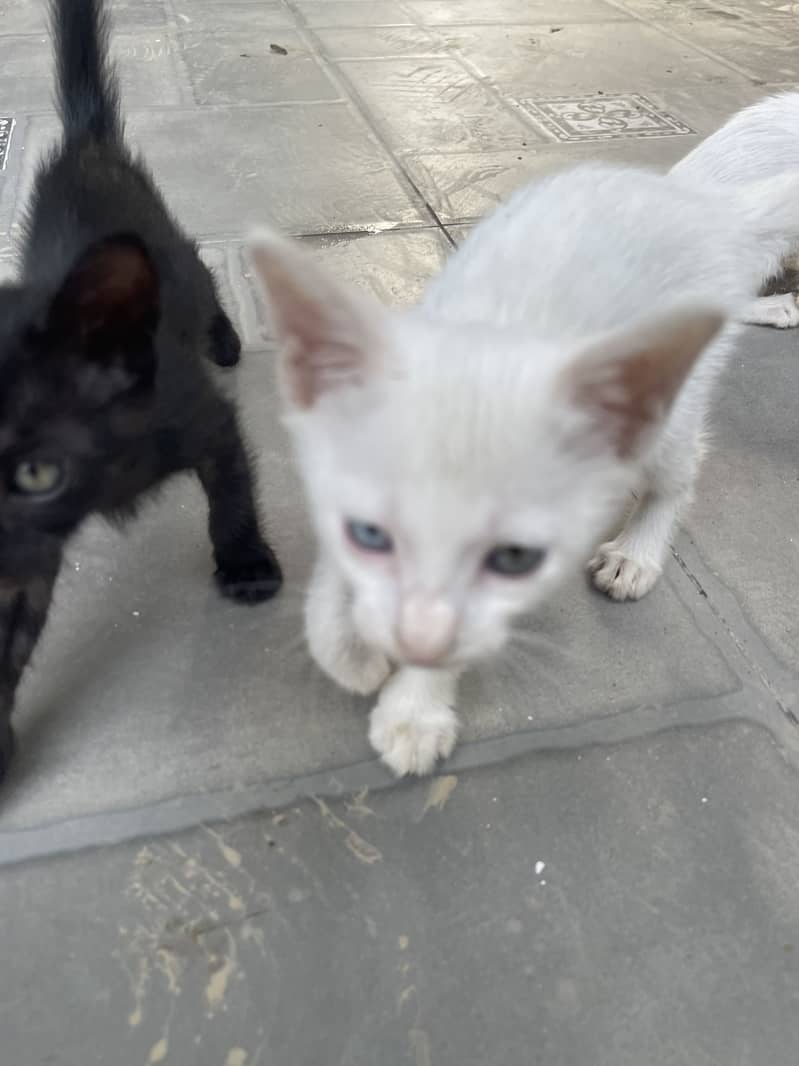 Kittens 6