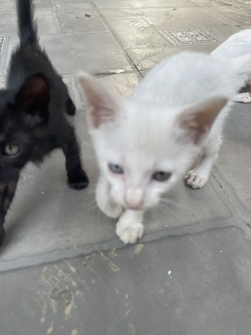 Kittens — photo 7