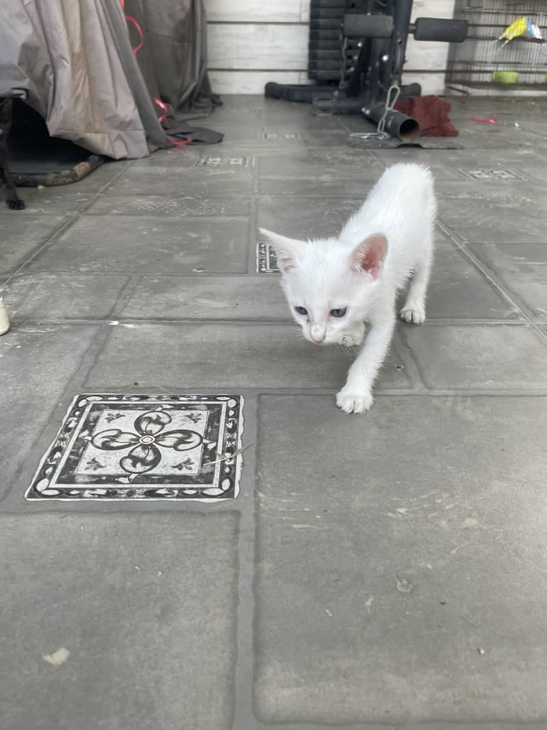 Kittens 7