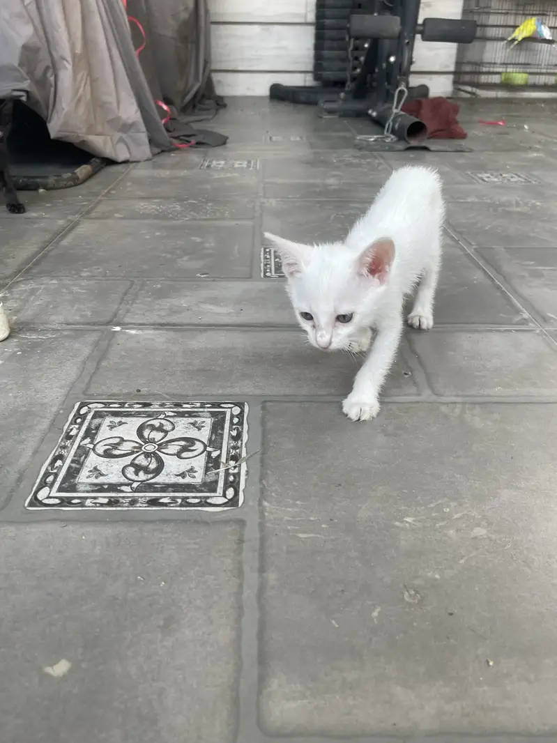 Kittens — photo 8