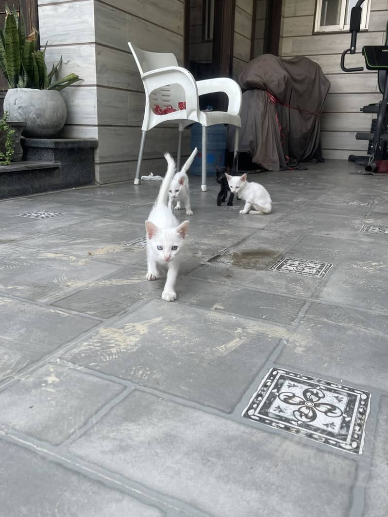 Kittens 8