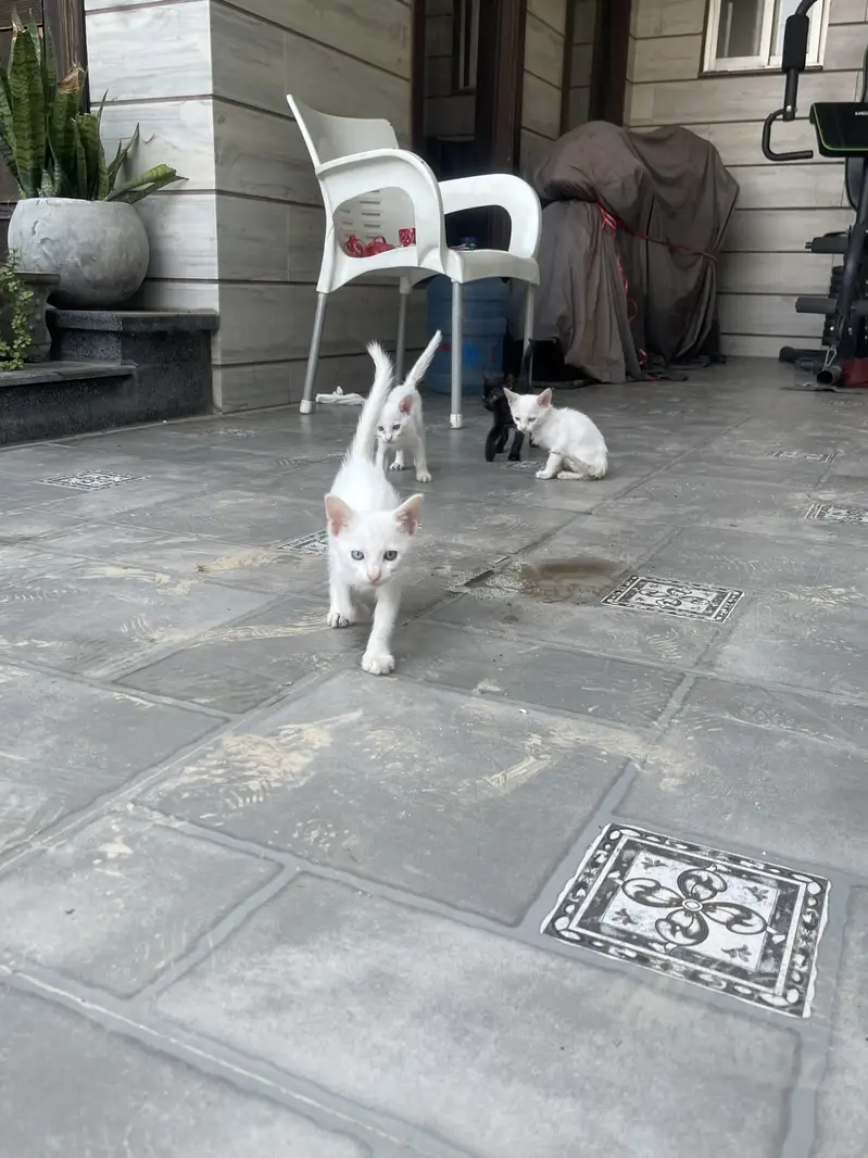 Kittens — photo 9