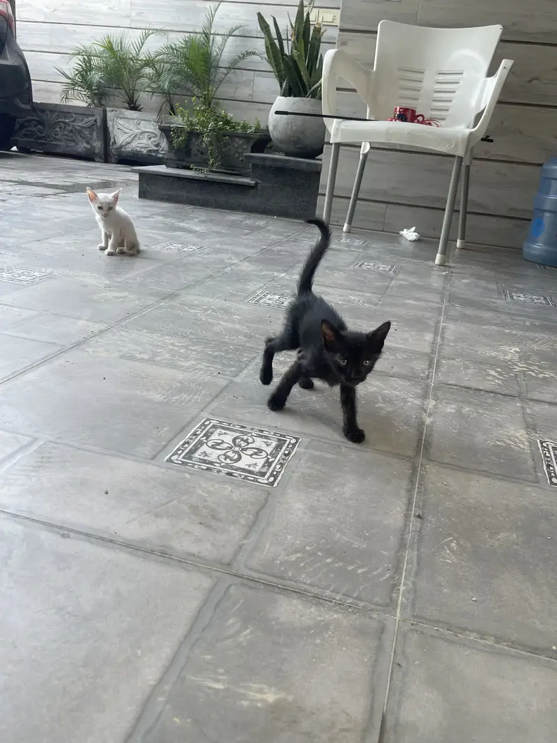 Kittens — photo 10