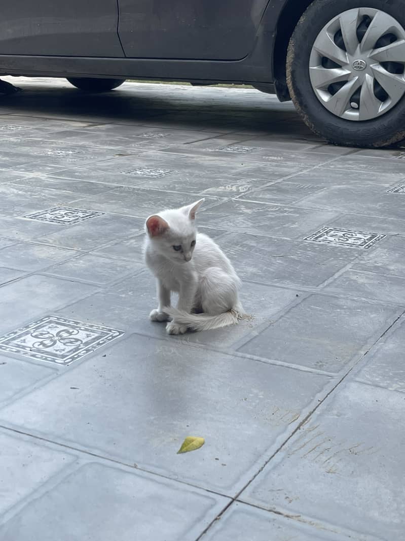 Kittens 10