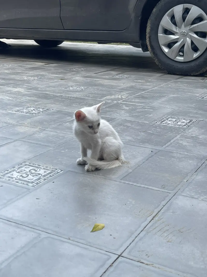 Kittens — photo 11